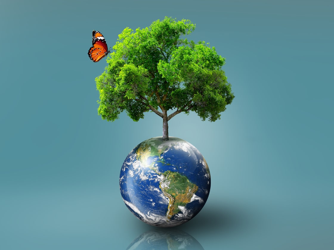 a tree inside of earth